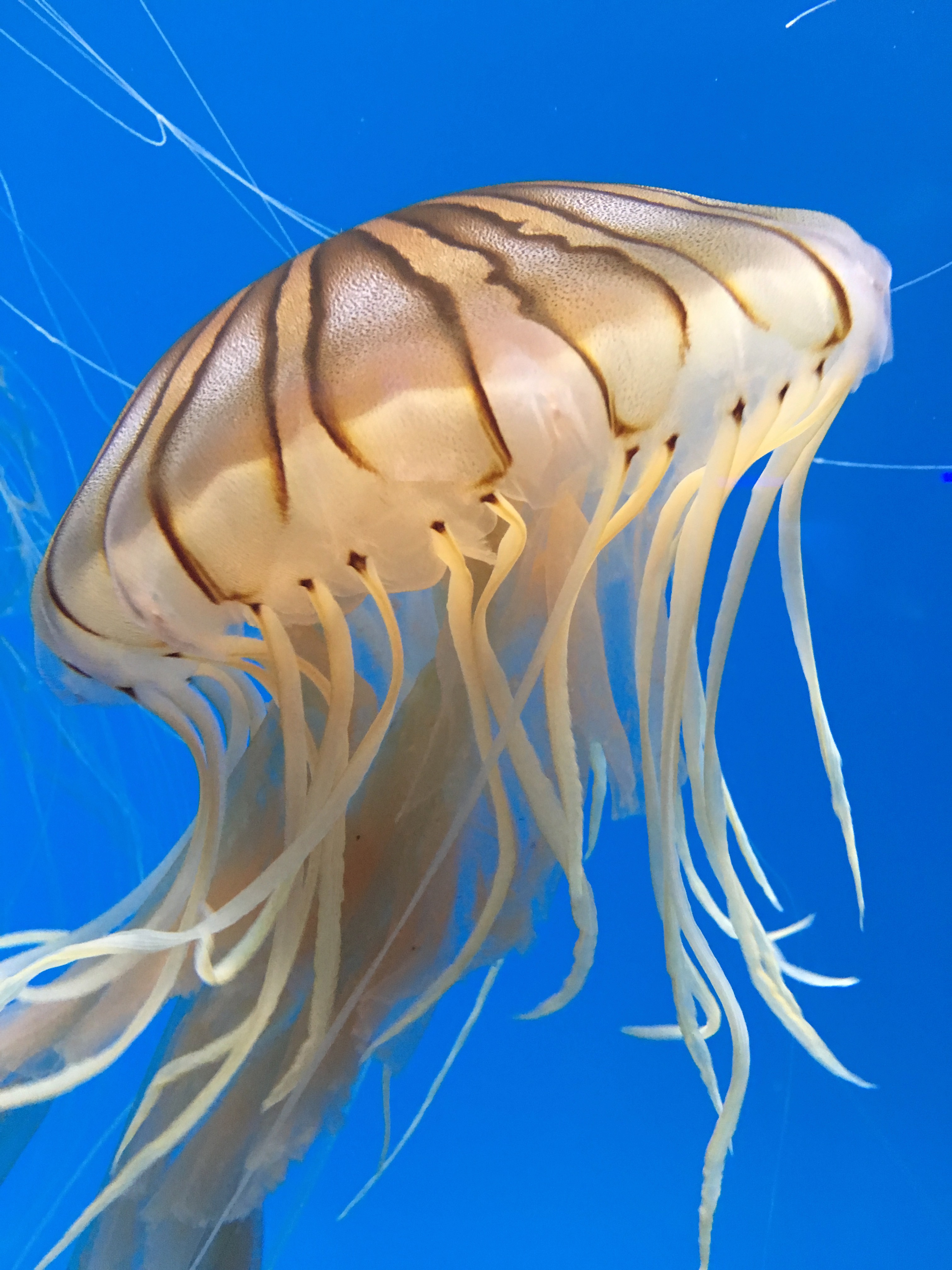 Jellyfish