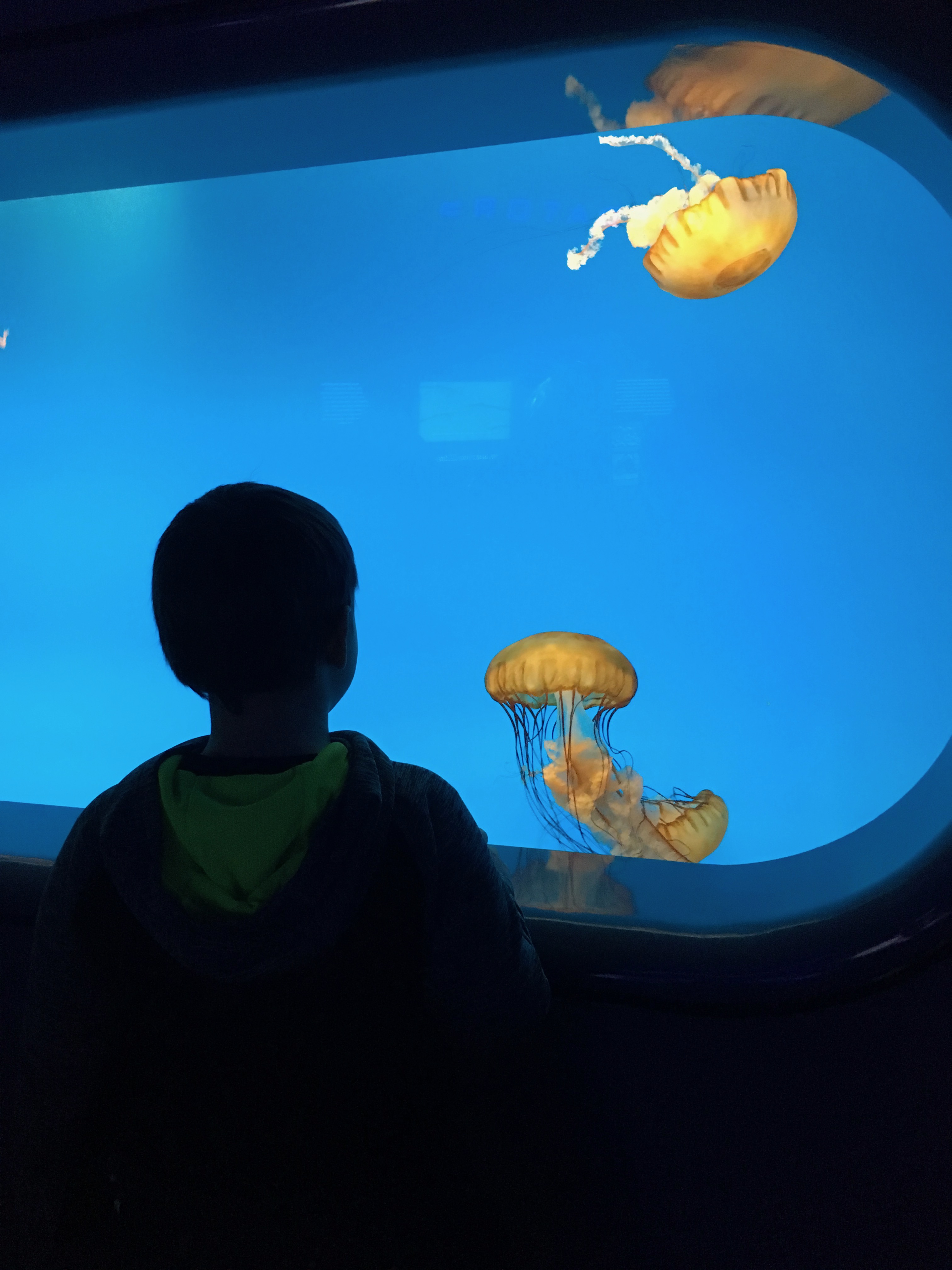 Jellyfish